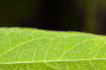 Swamp milkweed